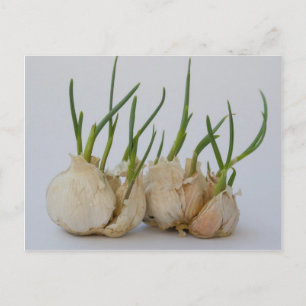 Carte Postale grenaille