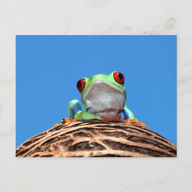 Carte Postale grenouille (Devant)