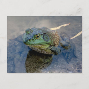 Carte Postale Grenouille
