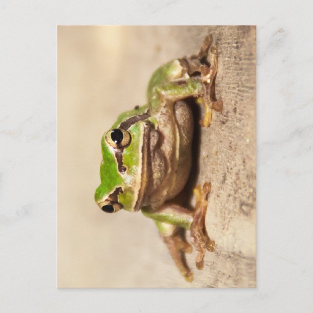 CARTE POSTALE GRENOUILLE (Devant)