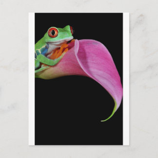 Carte Postale grenouille