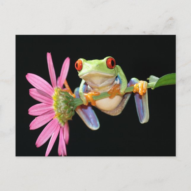 Carte Postale grenouille (Devant)