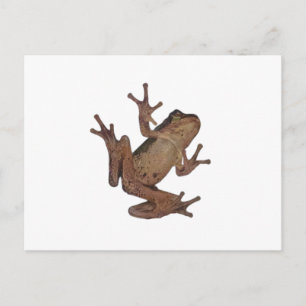 Carte Postale grenouille