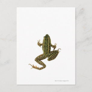 Carte Postale Grenouille 2