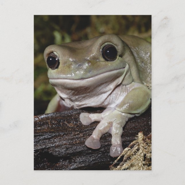 Carte Postale Grenouille à arbre croustillant. Grenouille souria (Devant)