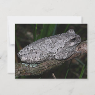 Carte Postale Grenouille à arbre gris