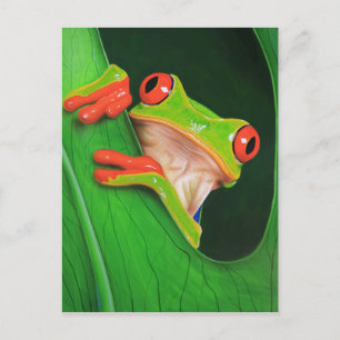 Carte Postale Grenouille à arbre rouge