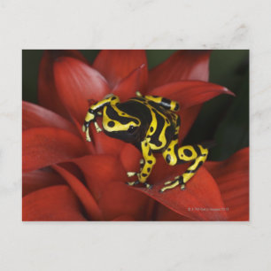 Carte Postale Grenouille à bandes orange Dendrobates leucomelas
