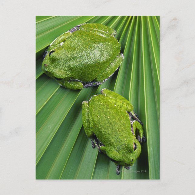 Carte Postale Grenouille à écorce (hyla gratiosa) (Devant)