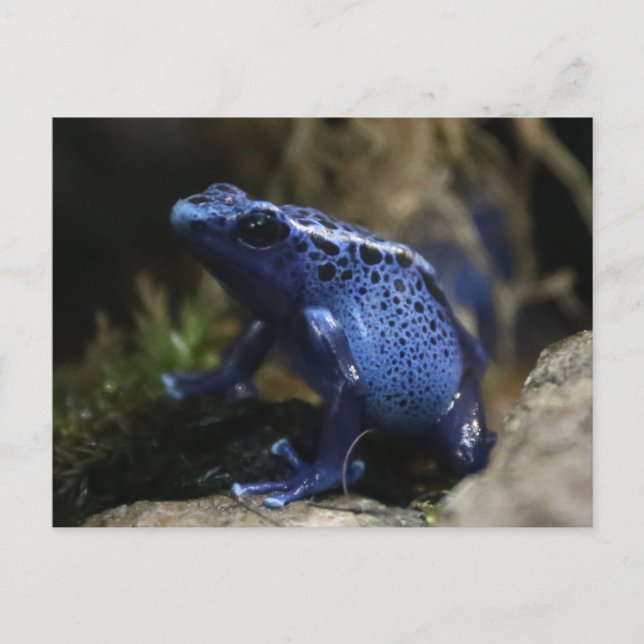 Carte Postale Grenouille à flèches de poison bleu (Devant)