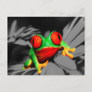 Carte Postale Grenouille à oeil de porc