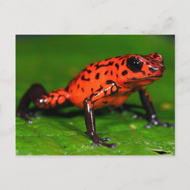 Carte Postale Grenouille à poison de fraise (Devant)