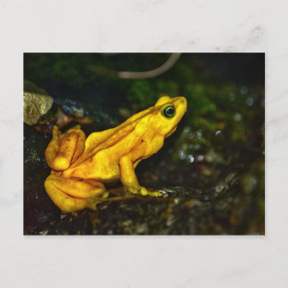 Carte Postale Grenouille à poison jaune