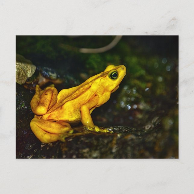 Carte Postale Grenouille à poison jaune (Devant)