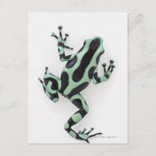Carte Postale Grenouille à poison noire et verte 2