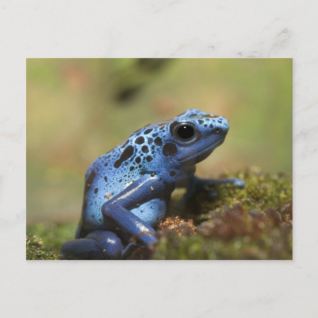 Carte Postale Grenouille à tarte à poison bleu (Devant)