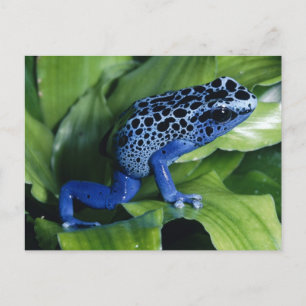 Carte Postale Grenouille à tarte à poison bleu