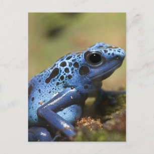 Carte Postale Grenouille à tarte à poison bleu