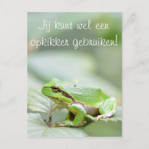 Carte Postale Grenouille arborescente avec le texte "Opkikker" c