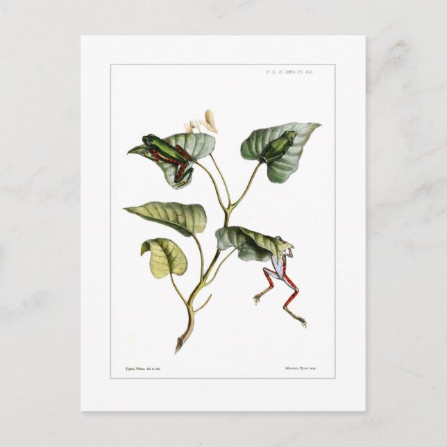 Carte Postale Grenouille arboricole (Devant)