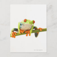 Grenouille arboricole sur la tige