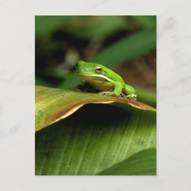 Carte postale Grenouille Arbre (Devant)