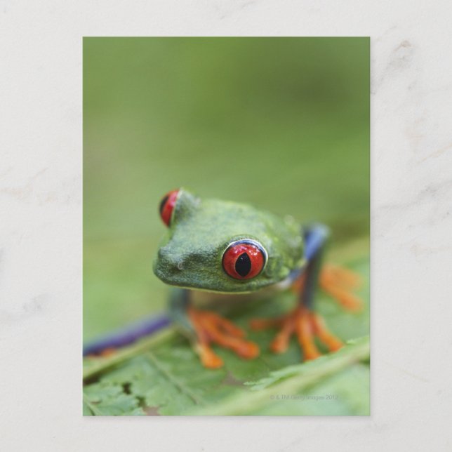 Carte Postale Grenouille aux yeux rouges (Agalychnis callidryas) (Devant)