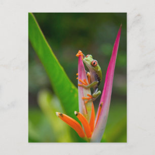 Carte Postale Grenouille aux yeux rouges, Costa Rica