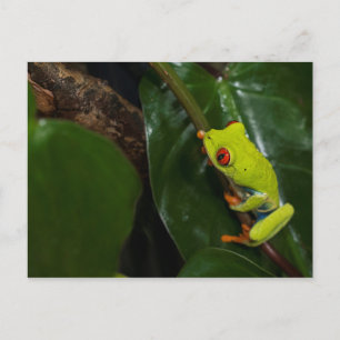 Carte Postale Grenouille aux yeux rouges sur tige