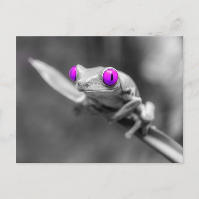 Carte Postale Grenouille aux yeux violets (Devant)