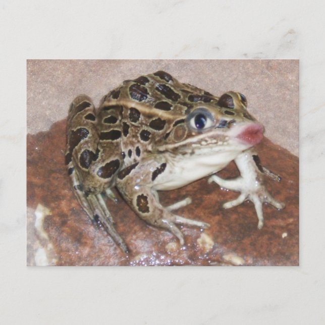 Carte Postale Grenouille baisante (Devant)