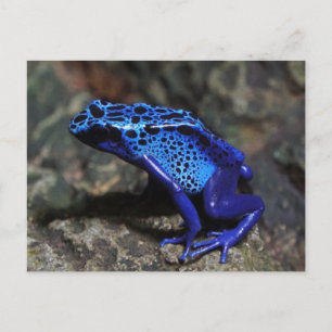 Carte Postale Grenouille bleue venimeuse, Grenouille bleu vif