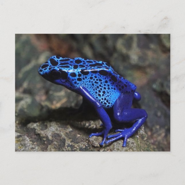 Carte Postale Grenouille bleue venimeuse, Grenouille bleu vif (Devant)