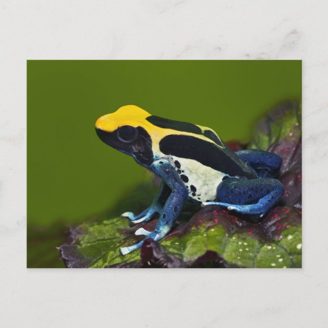 Carte Postale Grenouille brésilienne à tarte de cobalt, Dendroba (Devant)