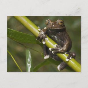 Carte Postale Grenouille captive Tapichalaca Hyloscirtus 2