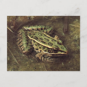 Carte postale Grenouille/crapaud