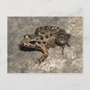 Carte postale Grenouille/crapaud