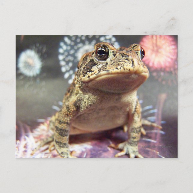 Carte Postale Grenouille crapaud debout contre un arrière - plan (Devant)