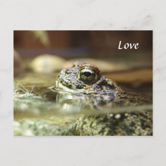 Carte Postale Grenouille dans l'eau