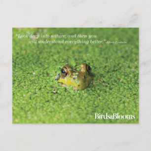 Carte Postale Grenouille dans les algues vertes