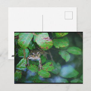 Carte Postale Grenouille dans un étang feuillu