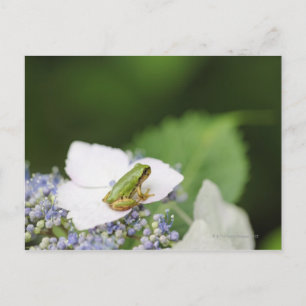 Carte Postale Grenouille d'arbre assise sur une Hydrangée, Hyogo