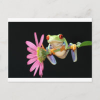 grenouille d'arbre observée par rouge