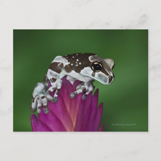 Carte Postale Grenouille de lait, Trachycephalus resinifictrix (Devant)