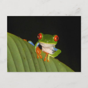 Carte Postale Grenouille de nuit rouge Jouée do-it-yourself cart