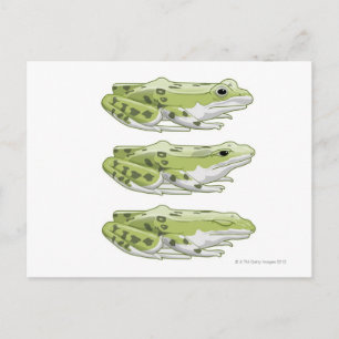 Carte Postale Grenouille de Perez