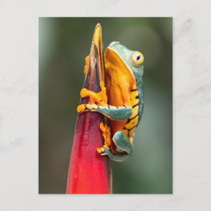 Carte Postale Grenouille de singe à pattes de tigre Vert Orange