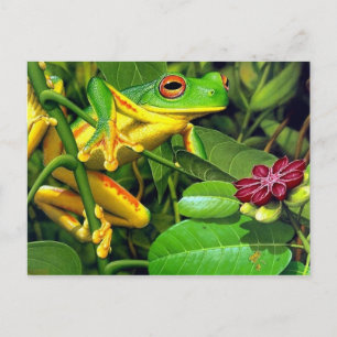 Carte Postale Grenouille des arbres