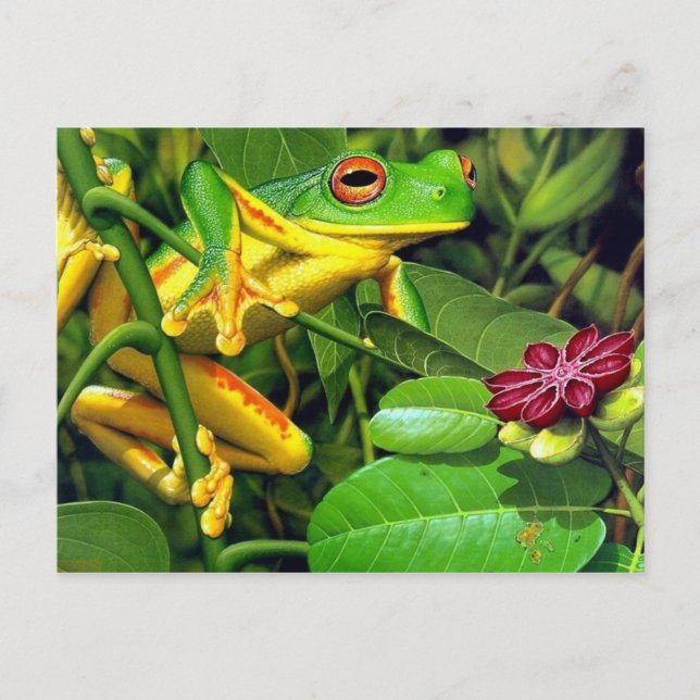 Carte Postale Grenouille des arbres (Devant)