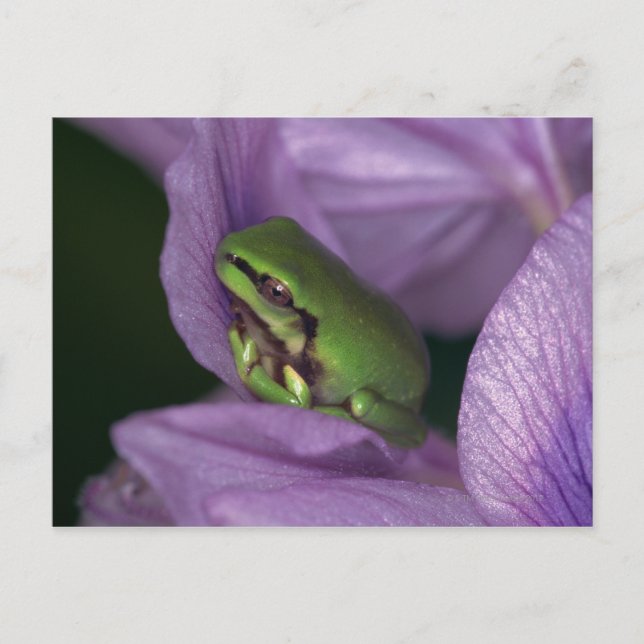 Carte Postale Grenouille des arbres de White (Devant)